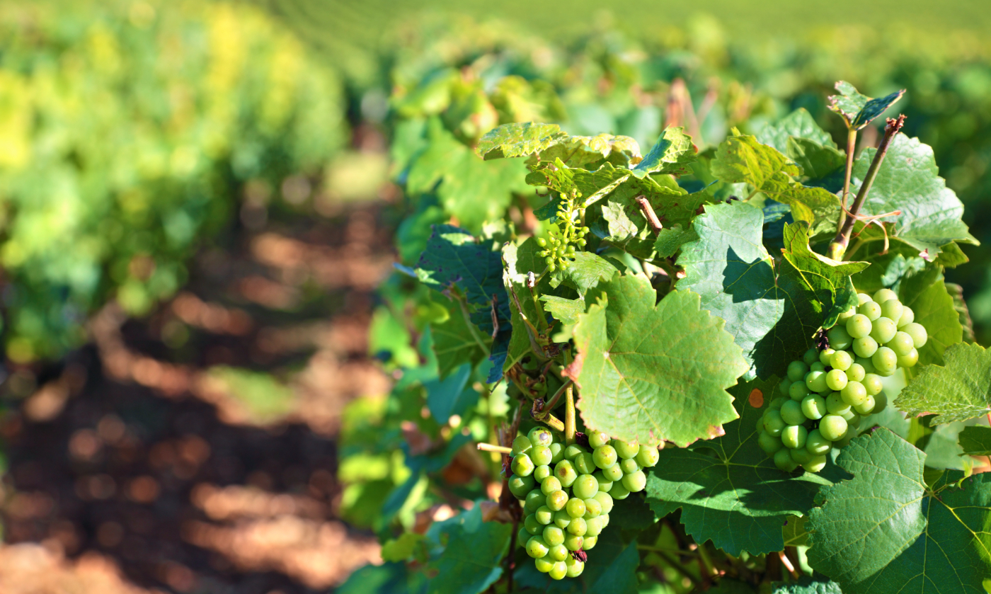 Weinfreunde on Tour – Weingut Kretschko