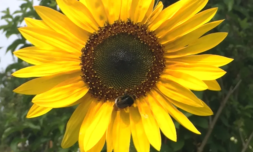 SONNENBLUMENFEST